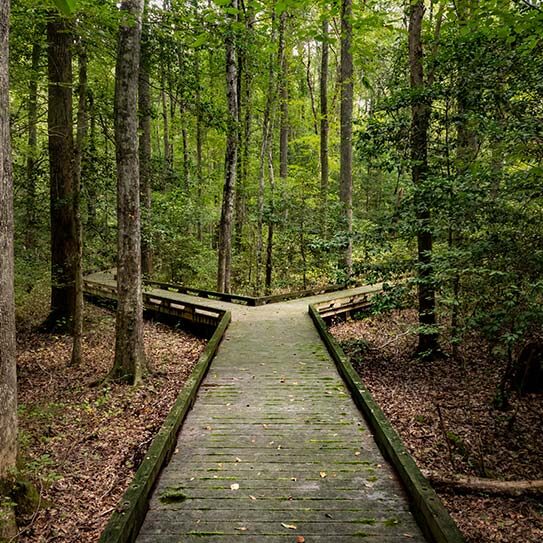 the advisory bench diverging path
