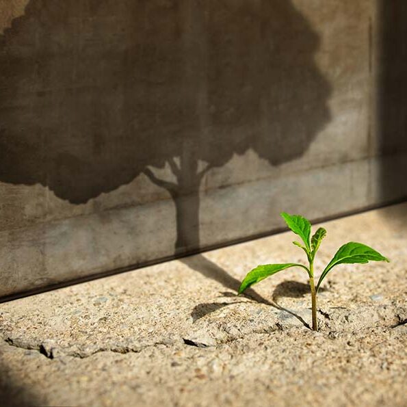 the advisory bench growth